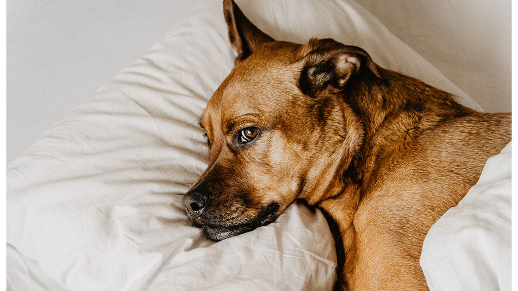 7-trucs-pour-mieux-dormir